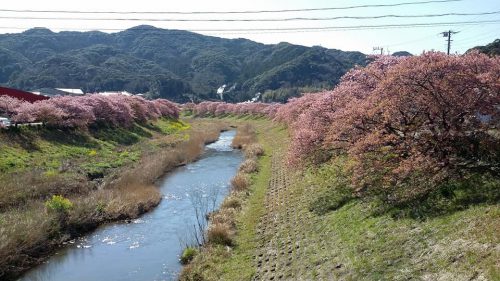 青野川上流の「みなみの桜」並木